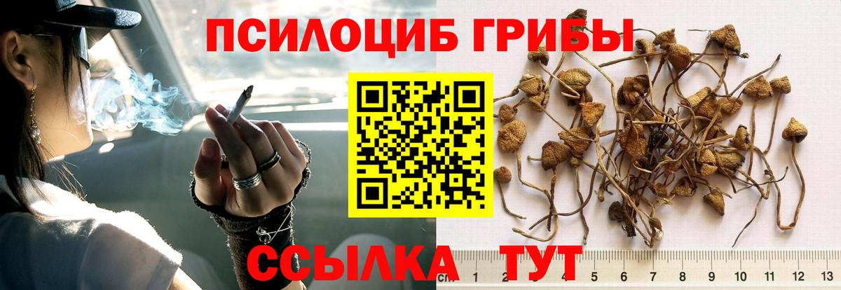 Изобильный  Псилоцибиновые грибы GOLDEN TEACHER  Вход с VPN 